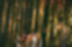 Party Decor Scene