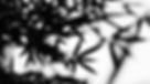 Bamboo Leaves