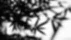Bamboo Leaves