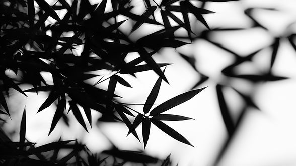 竹の葉