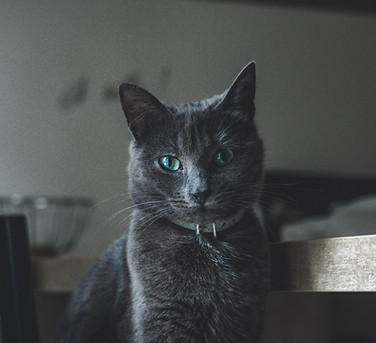 Chat gris