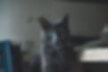 Gray Cat