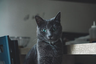 Chat gris