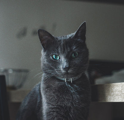 chat médiation thérapeutique