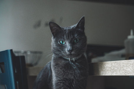 Buying Guide: How To Choose The Right  Cat Collars In 2026