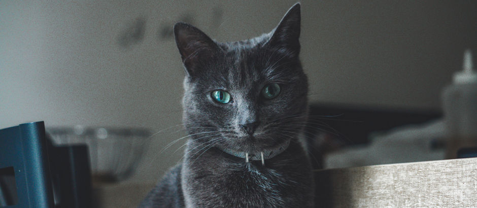 Destruction chat : Pourquoi mon chat détruit-il mes meubles ? Est-ce un trouble du comportement ?