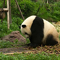 Panda Eating Bamboo