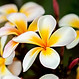 A close-up picture of Plumeria