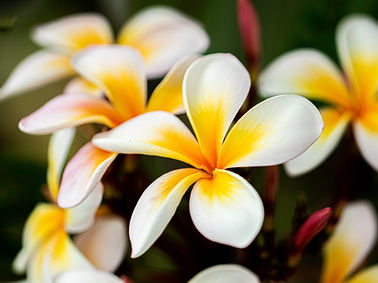 A close-up picture of Plumeria