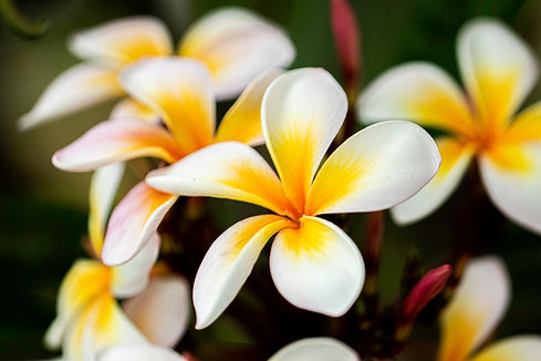 A close-up picture of Plumeria