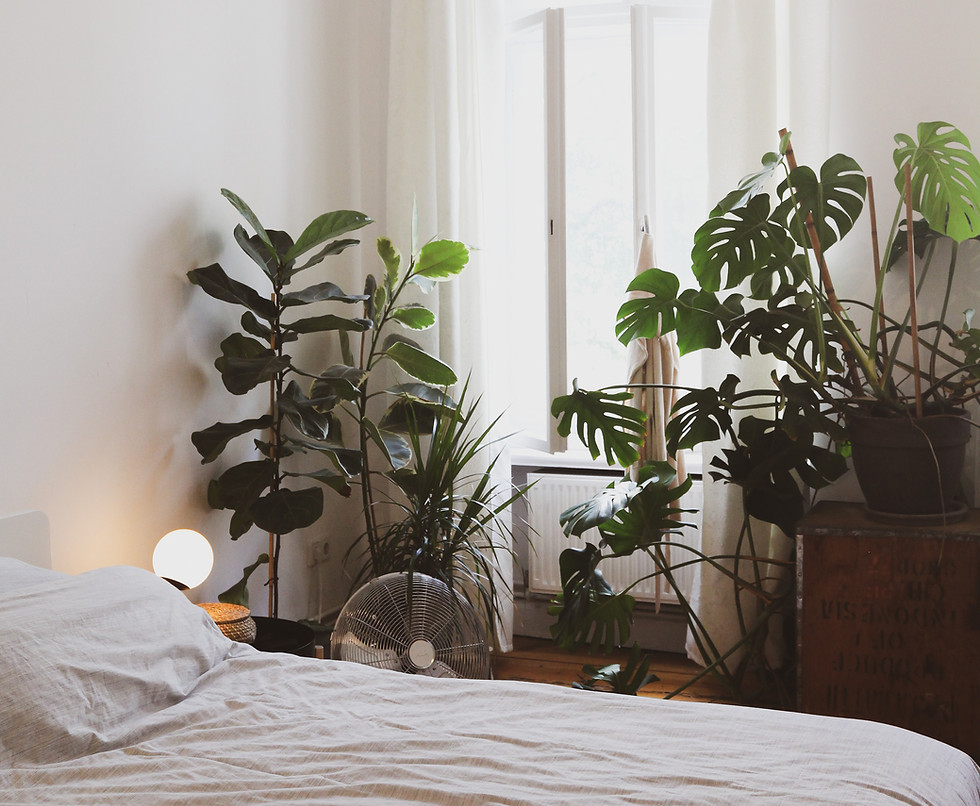 House Plants in Bedroom
