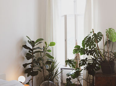 House Plants in Bedroom