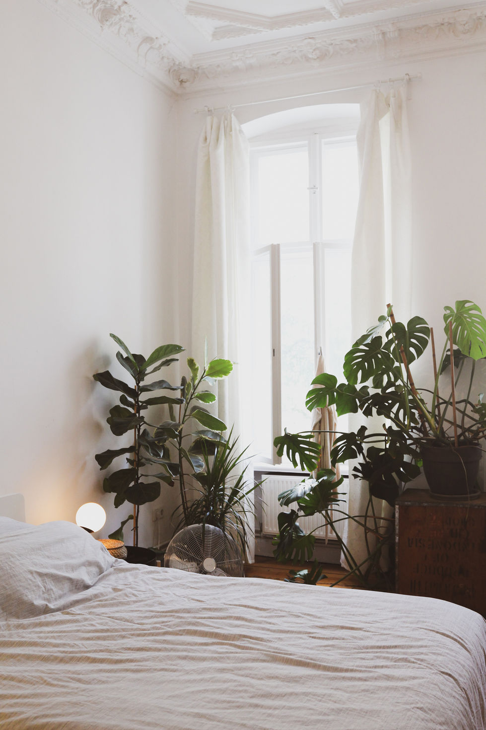 House Plants in Bedroom