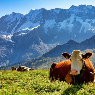 Weird but true: Fun facts about animals