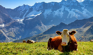 Kühe auf einer Wiese