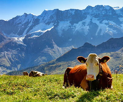Cows on a meadow