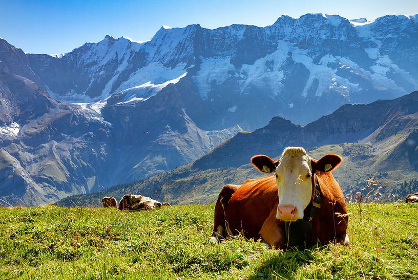 Cows on a meadow