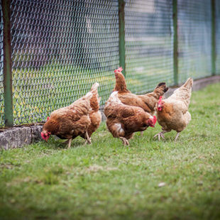 Early Signs of Chicken Illness Most Owners Miss (And How to Catch Them)