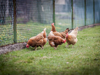 How Farms Can Pay for Organic Certification: FSA, NRCS, and Cost Share Programs