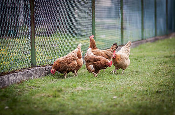 Yes, we are certified to care for Urban hens and chickens!