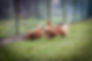 Four Chickens