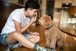 Person crouching down on a wooden floor pointing playfully at a small curly dog