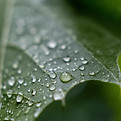 Gouttes de pluie sur feuille