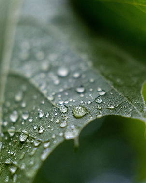 Raindrops on Leaf