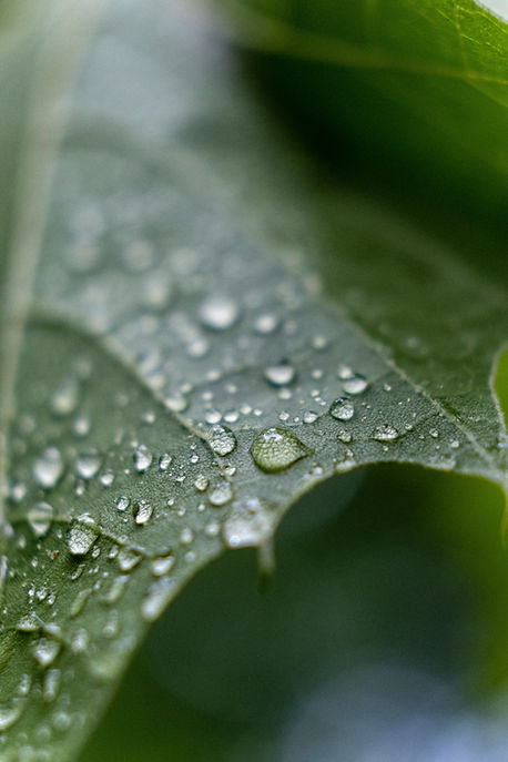 Raindrops on Leaf