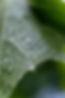 Regentropfen auf Blatt