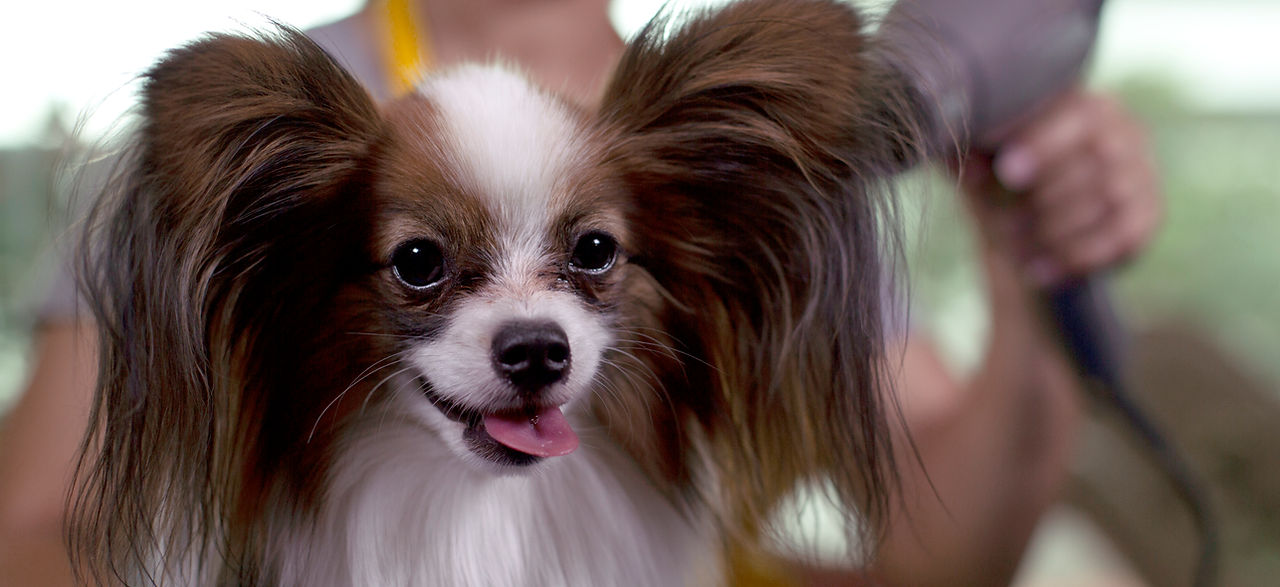 Dog grooming