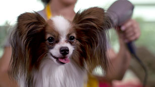 ★Dog★神God~のフレゼント (文:百はなよ)