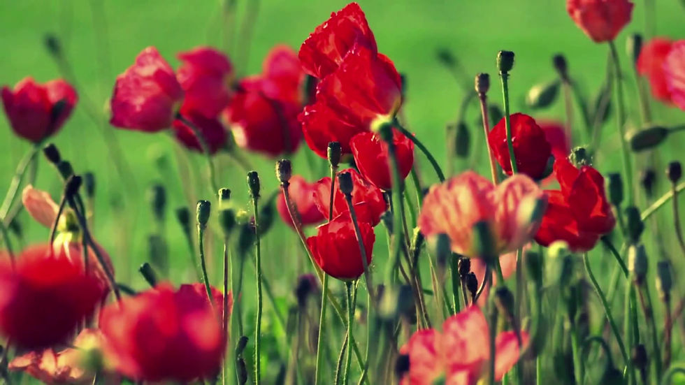Field of Red Poppies