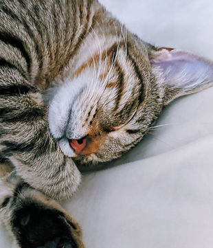 gato do sono