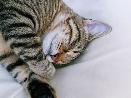 眠れる森の猫