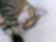 Sleeping Tabby Cat