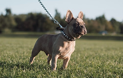 PetCINC dog walker in Cincinnati show a dog exploring while Randy provides pet nanny services and dog walking in Cincinnati.