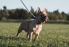 French Bulldog walking in field