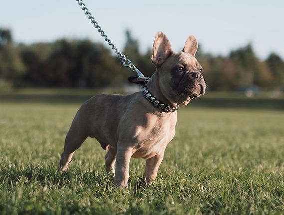 Hundebegegnungen