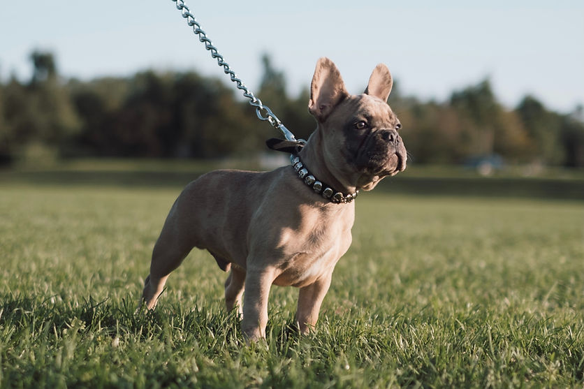 French Bulldog on leash standing alert on the grass