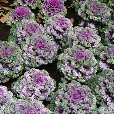 Ornamental cabbage bed