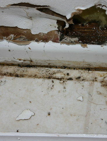 A mouldy water-damaged wall