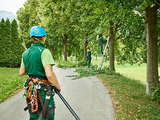 Tree pruning in progress