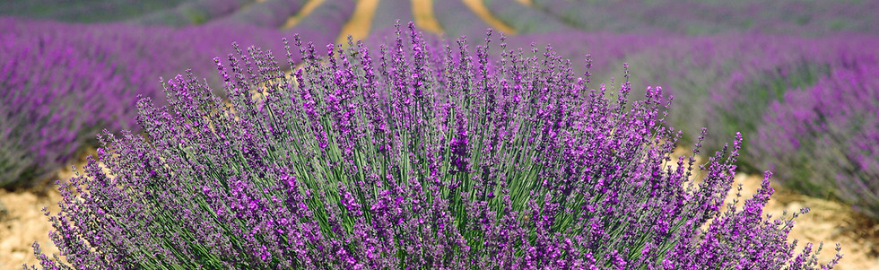 Lavender Fields