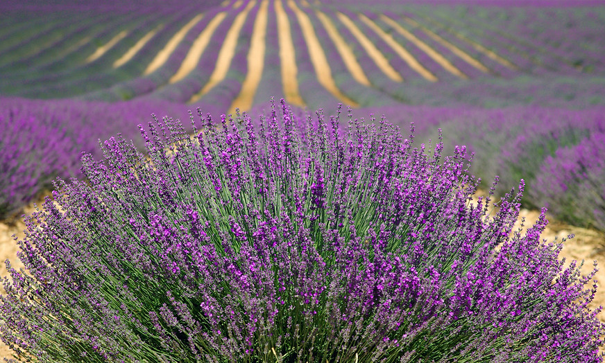 Aromas de lavanda - La Bonne Essence