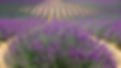 Champs de lavande