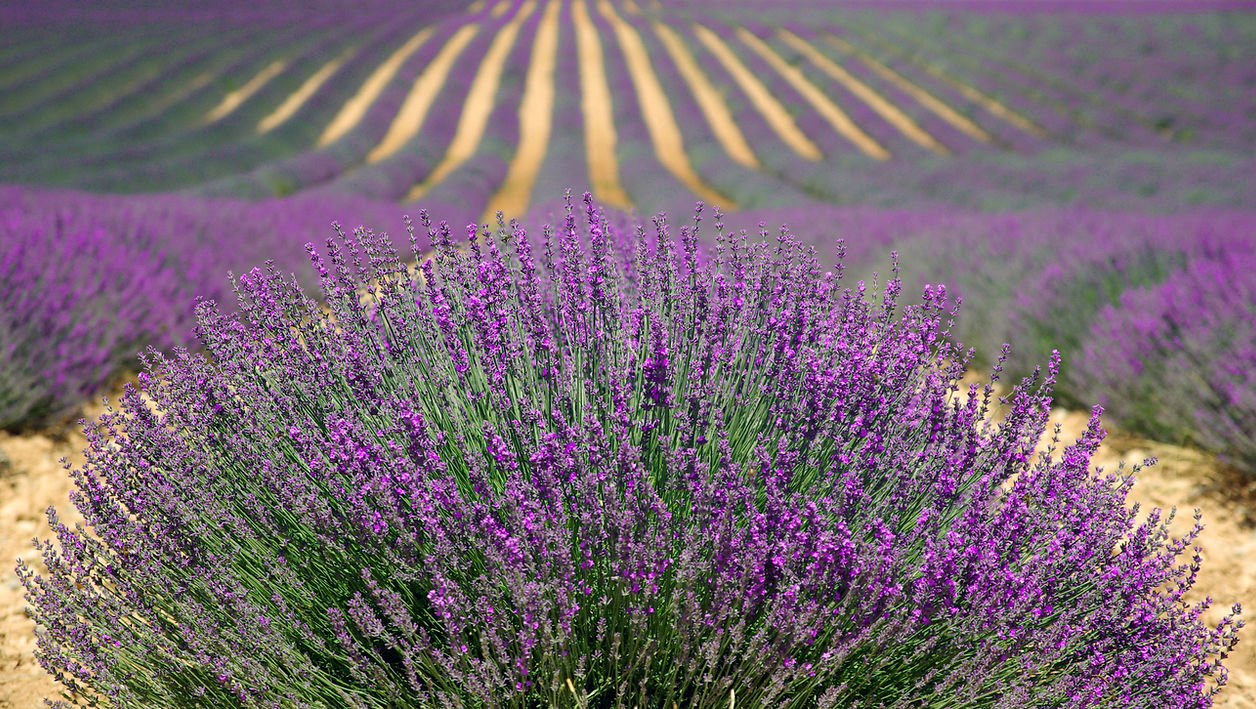 Champs de lavande