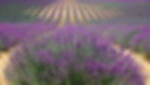 Champs de lavande