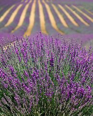 Lavender Fields