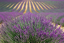 Lavender Fields